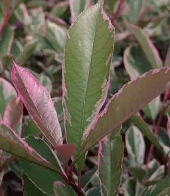 Produktbild von Photinia fraseri Pink Marble - Weißgrüne Glanzmispel - 30-40