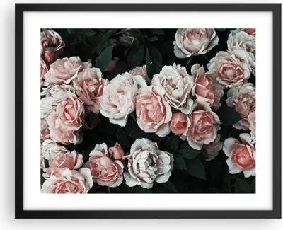 Produktbild von Gerahmtes Poster - Schwarzer Rahmen - Rosen Blumen Blätter - 50x40 cm - Wand Bild - Wanddeko - Wandbilder - Kunstposter - Wandposter - Bilderrahmen - Bilder - Kunstdruck - P2BAA50x40-4760