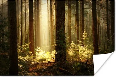 Produktbild von MuchoWow® Poster Wald - Bäume - Sonne 30x20 cm - Plakate - Print