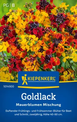 Produktbild von Kiepenkerl Goldlacksamen Mauerblumen 60 Pflanzen