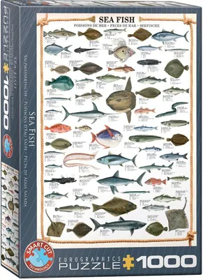 Immagine prodotto di Eurographics Puzzle Seefische, Meeresfische, 1000 Teile, 68 x 48 cm, 6000-0313
