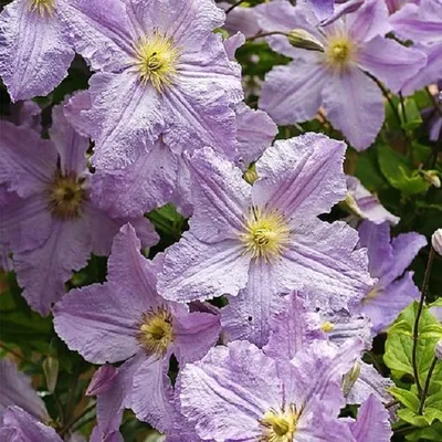 Immagine prodotto di 2 x  Clematide  - Clematis 'Blekitny Aniol'  | 50-60 cm in contenitore
