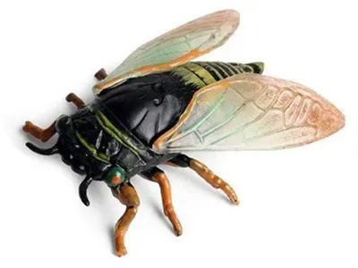 Image de Insecte - Cigale 6 Cm