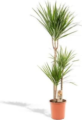 Zdjęcie produktu dla Drzewo smocze (Dracaena marginata) – roślina doniczkowa, średnica 21 cm x 120 cm – tropikalna roślina zielona