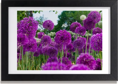 Produktbild von Bild 30x20 MDF-Rahmen, Wandkunst Blumen Knoblauch