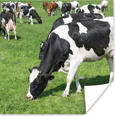 Produktbild von MuchoWow® Poster Kühe - Tiere - Gras - Sonne 75x75 cm - Wand Dekoration
