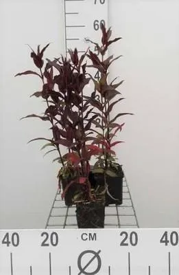 Produktbild von 6 x  Lychnis arkw. 'Vesuvius' - Lichtnelke - Topf 9 x 9 cm