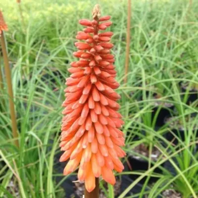 Image de 6 x kniphofia - Kniphofia « Nancy's Red » | Pot 9 cm x 9 cm