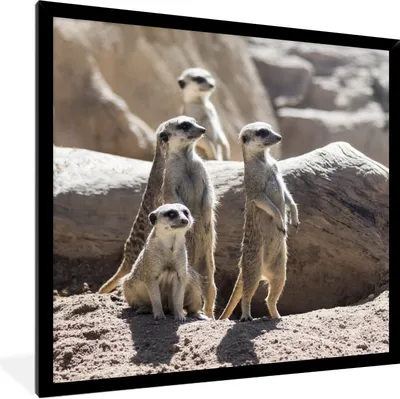 Produktbild von MuchoWow® Gerahmtes Poster Familie - Erdmännchen - Tiere 40x40 cm - Poster mit Schwarzem Bilderrahmen Wandposter Rahmen Foto Bilder - Mit Rahmen - Wanddekoration Schlafzimmer