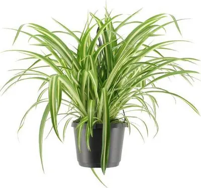 Image de Lys vert (Chlorophytum comosum Variegatum) Ø17cm, 30cm - La plante araignée