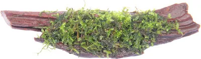 Produktbild von Mooswurzel - Vesicularia ca. 10 x 5 x 4 cm