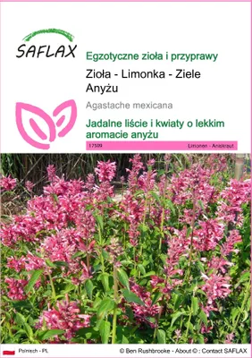 Zdjęcie produktu dla SAFLAX - Zioła - Limonka - Ziele Anyżu - 50 Nasiona - Agastache mexicana