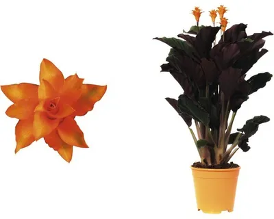 Produktbild von Korbmarante FloraSelf Calathea crocata 'Tassmania' H 45-50 cm Ø 14 cm Topf