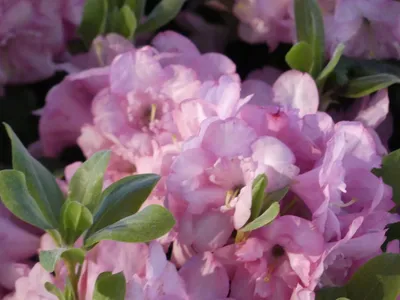 Produktbild von Großblumige Alpenrose Bardia - Rhododendron hybride - 30-40 cm