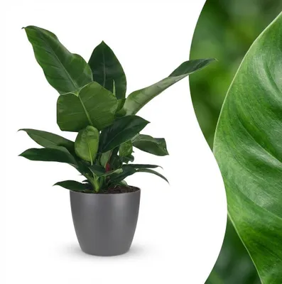Productafbeelding van Philodendron Imperial Green Kamerplant met Grijze Pot 19cm