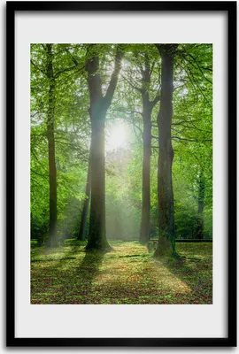 Produktbild von Bild - Bilderrahmen - 40 cm x 60 cm - MDF - Rahmen - Wandkunst - Sonne im Wald