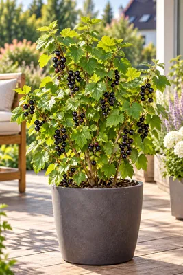 Zdjęcie produktu dla Czarna porzeczka 'Ben Sarek', 50–70 cm – Ribes nigrum, kompaktowy, zimotrwały krzew jagodowy, idealny do ogrodu i uprawy w donicach