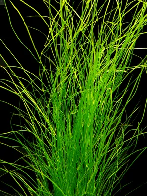 Produktbild von 1 Bund Laichkraut (Potamogeton Octandrus) - Rarität