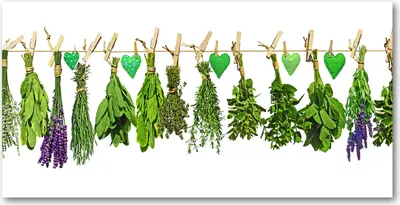 Produktbild von Tulup® Glas-Bild - 100x50 -Wandkunst - Wandbild hinter gehärtetem Sicherheitsglas  - Blumen & Pflanzen - Kräuter an Schnur - Grün