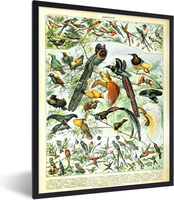 Produktbild von MuchoWow® Gerahmtes Poster Vögel - Tier - Natur 60x80 cm - Poster mit Schwarzem Bilderrahmen Wandposter Rahmen Foto Bilder - Premium - Wanddeko Wohnzimmer