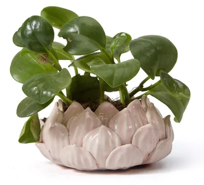 Produktbild von Keramischer Blumentopf für Kakteen und Sukkulenten 18 cm