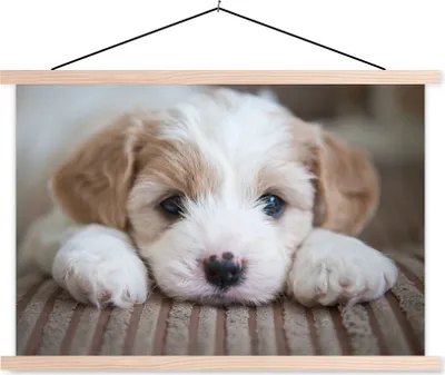Produktbild von MuchoWow® Textilposter Nahaufnahme eines Cavachon-Welpen 60x40 cm mit holzfarbenen Rahmen - Bilder