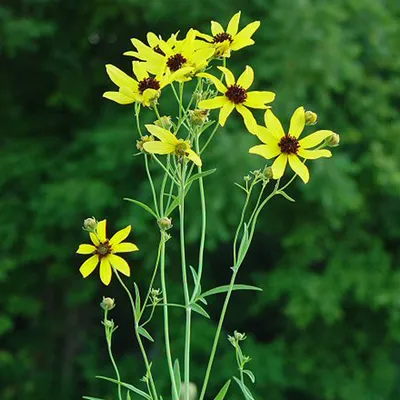 Produktbild von 6 x Hohes Mädchenauge - Coreopsis tripteris  | Topf 9cm x 9cm