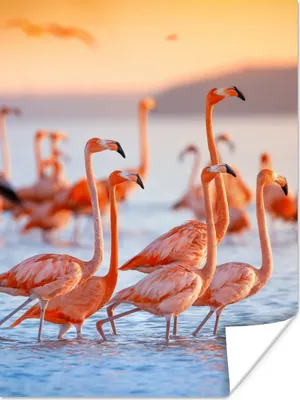 Produktbild von MuchoWow® Poster Flamingo - Tiere - Wasser - Rosa 120x160 cm - Wandbilder