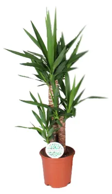 Zdjęcie produktu dla Yucca - 80-90cm - Ø21cm - Roślina doniczkowa - Zimozielony