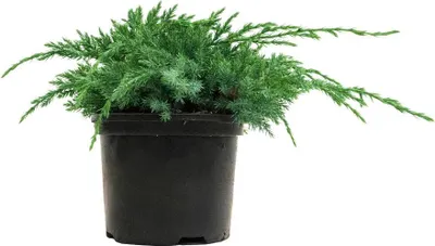 Produktbild von Juniperus squamata 'Blue Carpet', Blauer Teppich-Wacholder, 20–30 cm
