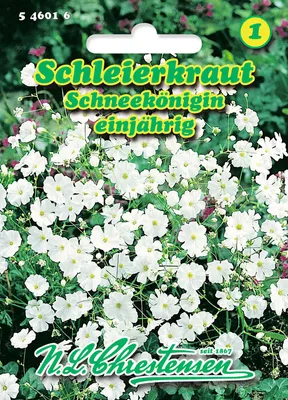 Produktbild von Schleierkraut Schneekönigin | Blumensamen von N.L. Chrestensen
