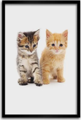 Produktbild von Bild - Bilderrahmen - 40 cm x 60 cm - MDF - Rahmen - Wandkunst - Graue und rote Katze