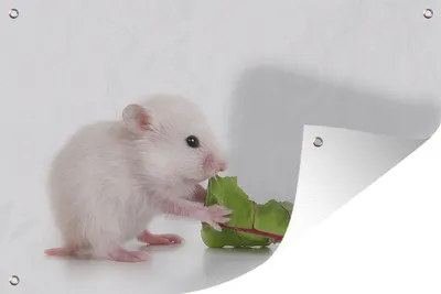 Produktbild von MuchoWow® 120x80 cm Outdoor-Poster Gartendeko Sichtschutz Garten Poster für den Garten Fressendes Hamsterbaby