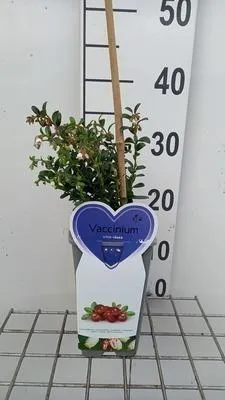 Produktbild von Vaccinium vitis-idaea - Preiselbeere | 30-40 cm im topf