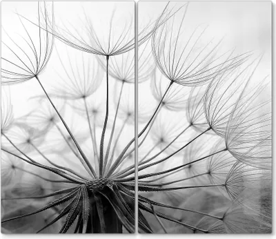 Produktbild von DEQORI Herdabdeckplatte Glas 2-tlg 'Pusteblume Nahaufnahme' Herd Abdeckung Küche