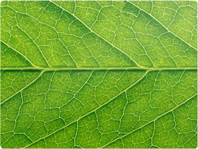 Produktbild von Blatt Nahaufnahme – Bodenschutzmatte – Stuhlunterlage 120x90 cm – Rutschfest – Hartbodenmatte