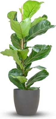 Image de Ficus Lyrata avec pot Viber gris - 70-80cm - Ø21cm - Plante d'intérieur - Vert persistant