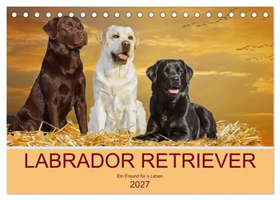 Produktbild von Labrador Retriever - Ein Freund für´s Leben (Tischkalender 2027 DIN A5 quer), CALVENDO Monatskalender
