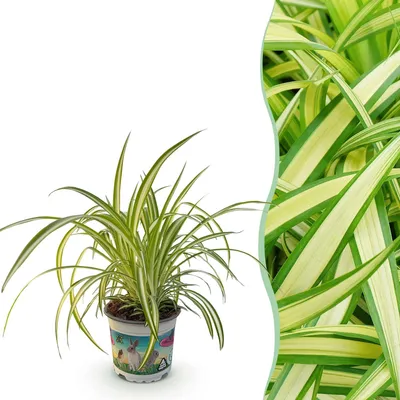 Produktbild von Grünlilie Chlorophytum comosum Variegatum Bunte Graslilie Zimmerpflanze Deko
