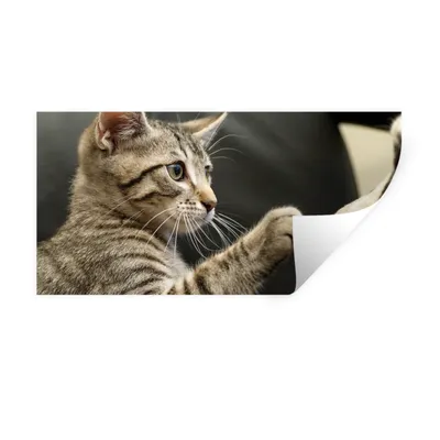 Produktbild von MuchoWow® Wandtattoo Wandsticker Wandaufkleber Katze - Hund - Pfote 80x40 cm Selbstklebend und Repositionierbar - Aufkleber