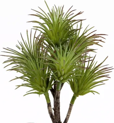 Produktbild von künstlicher Kaktuszweig, Sukkulente H. 20cm grün Formano Kunstblumen F25