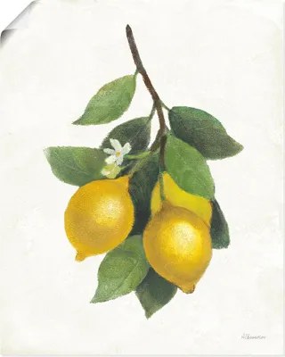 Produktbild von ARTland Poster Lemon Branch III Größe: 30x40 cm