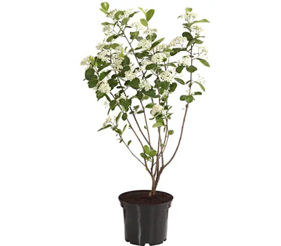 Produktbild von Dehner Apfelbeere Aronia Aron, violett-schwarze Früchte, ca. 40-60 cm, 3 l Topf, Beerenstrauch