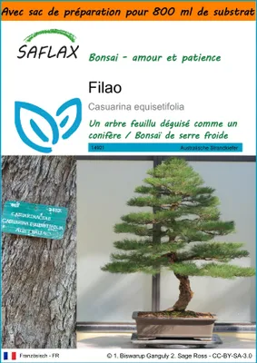 Image de SAFLAX Garden in the bag - Filao - 200 graines - Casuarina