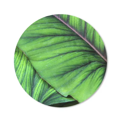 Produktbild von MuchoWow® Mauspad Mousepad Foto von großen tropischen botanischen Blättern 20x20 cm - Mousepads - Maus Mat - Pad - Mausunterlage - Schreibtischmatte