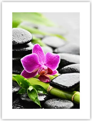 Produktbild von Poster - Poster ohne Rahmen - Pflanze Steine Bambus Spa - 30x40 cm - Wand Bild - Wanddeko - Wandbilder - Kunstposter - Wandposter - Bilder - Kunstdruck - Wanddekoration - Wandbild - P2XPA30x40-2681