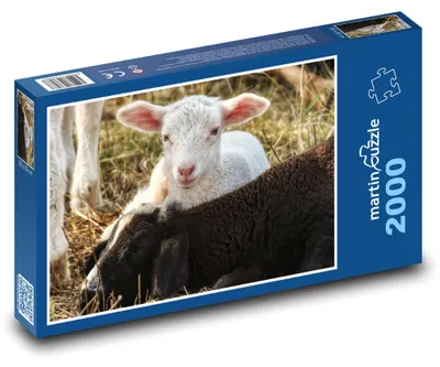 Produktbild von Puzzle 2000 Lämmer auf der Wiese - martinpuzzle