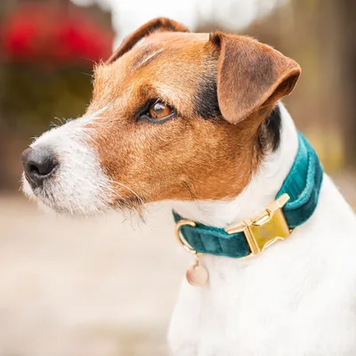 Produktbild von Kentucky Dogwear Hundehalsband Velvet Halsband Emerald M