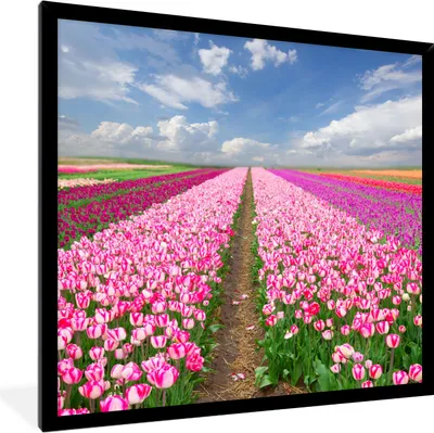 Produktbild von MuchoWow® Gerahmtes Poster Tulpen - Sonne - Frühling 40x40 cm - Poster mit Schwarzem Bilderrahmen Wandposter Rahmen Foto Bilder - Mit Rahmen - Wanddekoration Schlafzimmer