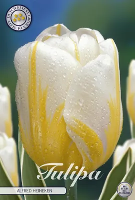 Artikelbild 2 von 'Tulpe Alfred Heineken (10 Stück)' aus der Kategorie Tulpenzwiebeln